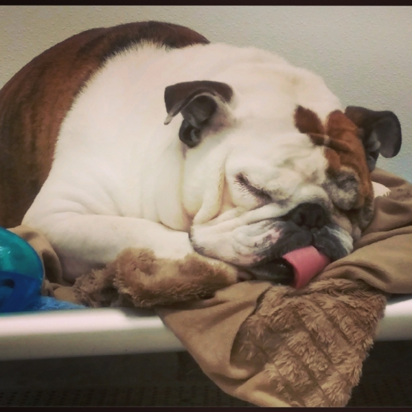 Home Philly Pet Hotel & Villas